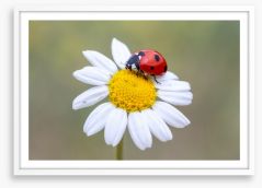 Insects Framed Art Print 253355221