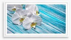 White orchid blues Framed Art Print 253599500