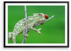 Reptiles / Amphibian Framed Art Print 254249362