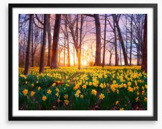 Daffodil forest sunset Framed Art Print 255280911