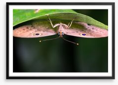 Insects Framed Art Print 255650595