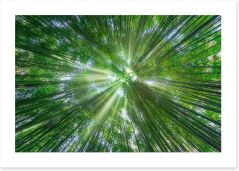 Forests Art Print 256628294