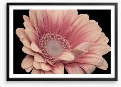One pink gerbera Framed Art Print 257428323