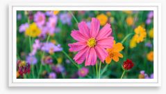One pink cosmos Framed Art Print 257445138