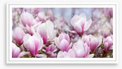 Magnolia mist Framed Art Print 257810021