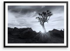 Quiver tree sunburst Framed Art Print 259400431