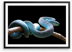Reptiles / Amphibian Framed Art Print 259435457