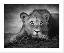 The young lion Art Print 26051475