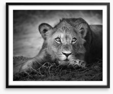 The young lion Framed Art Print 26051475