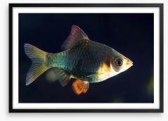 Fish / Aquatic Framed Art Print 260839487
