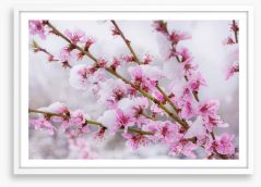 Snow blossom branch Framed Art Print 261470983
