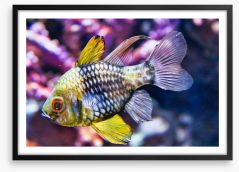 Fish / Aquatic Framed Art Print 261720962