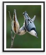 Nuthatch perched Framed Art Print 263278749