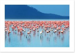 Flamingo lake Art Print 26533537