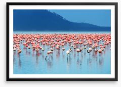 Flamingo lake Framed Art Print 26533537