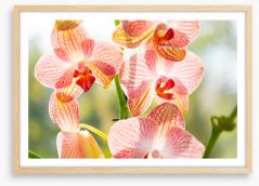 Orchid sunshine