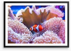 Coral clown Framed Art Print 274068724
