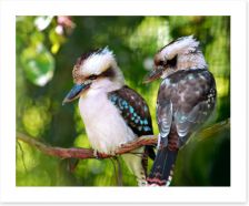 Kookaburra couple Art Print 2765710