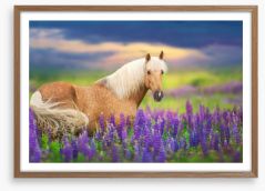 Purple lupine palomino Framed Art Print 276961687