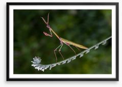 Insects Framed Art Print 280764537