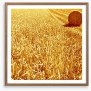 Golden harvest Framed Art Print 283897