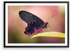 Insects Framed Art Print 284284108