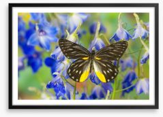 Insects Framed Art Print 284423266