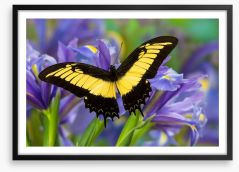 Insects Framed Art Print 284423462