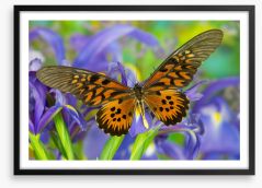Insects Framed Art Print 284423464