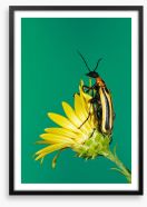 Insects Framed Art Print 284423900