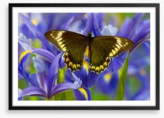 Insects Framed Art Print 284424086