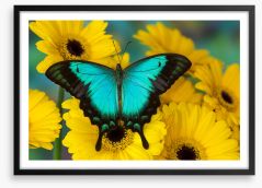 Sea green swallowtail Framed Art Print 284424238