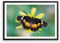 Butterflies Framed Art Print 284424579