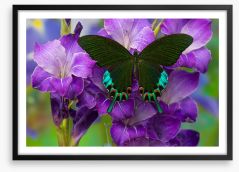 Insects Framed Art Print 284425279