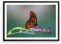 Insects Framed Art Print 294233191