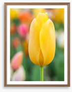Sunshine tulip Framed Art Print 294861276