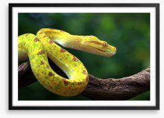 Reptiles / Amphibian Framed Art Print 295054780