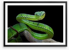 Vivid green viper Framed Art Print 295055085