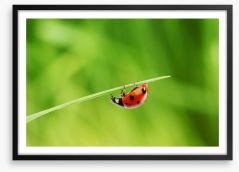 Insects Framed Art Print 30733735