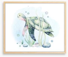 Softly softly sea turtle