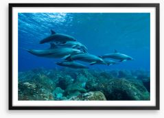 Swimming with the pod Framed Art Print 309355385