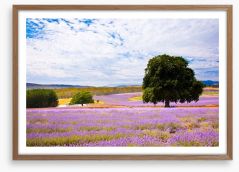 Picture perfect lavender farm Framed Art Print 31187840