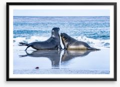 Sea lion love Framed Art Print 317140589
