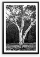Trees Framed Art Print 325981127