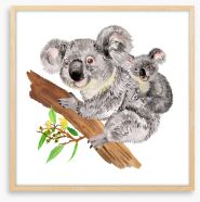 Koala ride