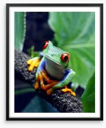 Red-eyed tree frog Framed Art Print 34031112