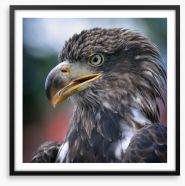 Majestic golden eagle Framed Art Print 35930611