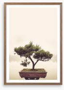 Bonsai mist Framed Art Print 376848608