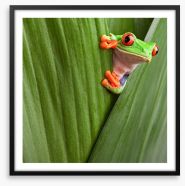 Peeping red eyed tree frog Framed Art Print 38323891