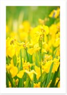 Daffodil delight Art Print 38753192